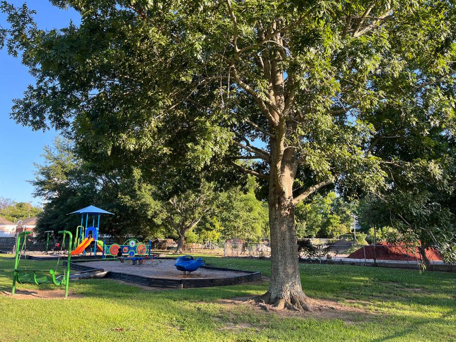 An oak tree by the playground at Louis Fry Madison Street Park in Natchez, MS.