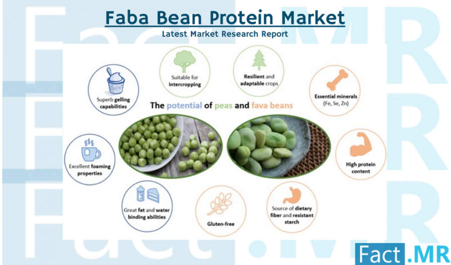 Faba Bean Protein Industry