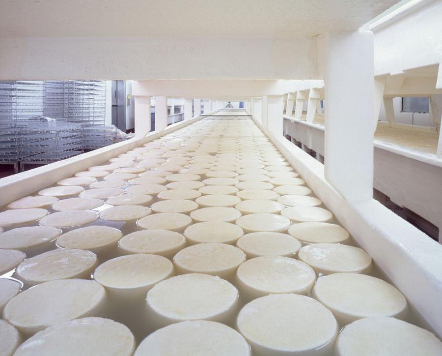 Cheese Concentrate Market analysis