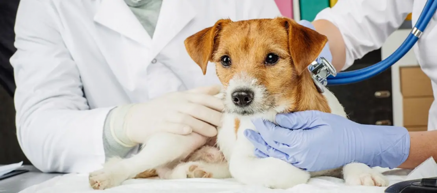  Veterinary Healthcare Market Growth