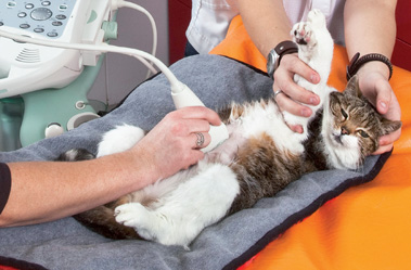 Veterinary Ultrasound Market 2025-2032