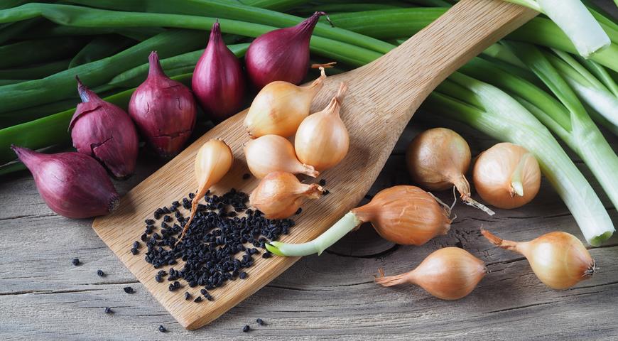 Onion Seeds Market