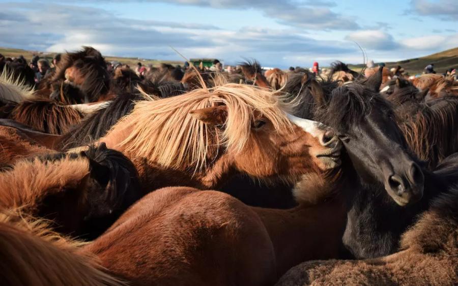 Wild horses corralled in a chaotic and inhumane roundup