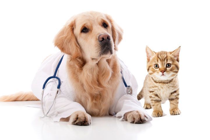  Pet Insurance Market Growth 2025