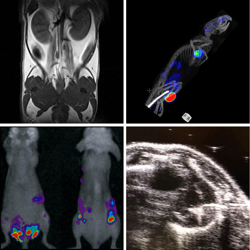 Small Animal Imaging Market Growth