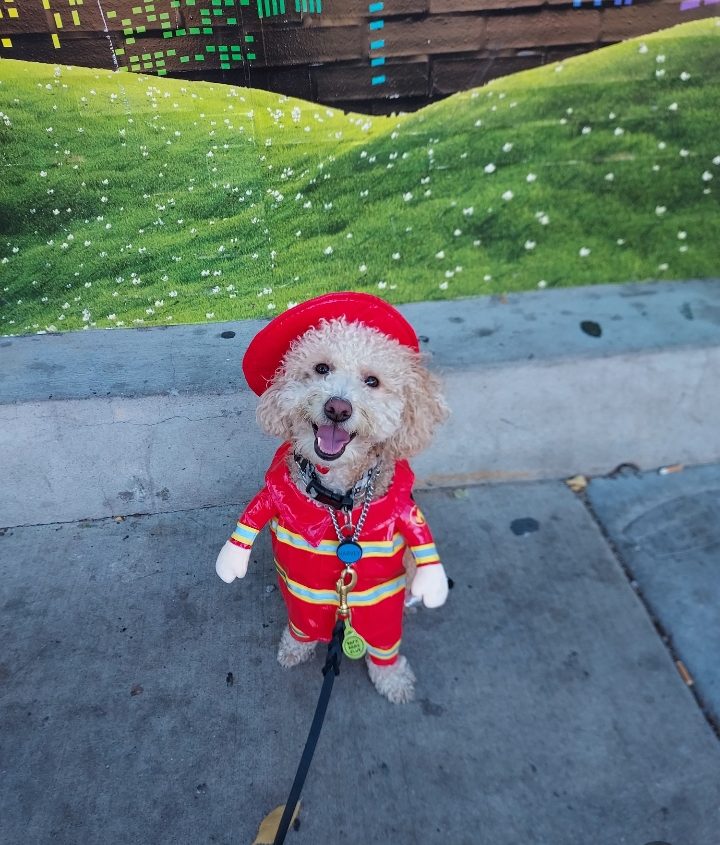 A dog who survived electrocution by a live wire in Chicago is now the star of a children’s book—and the face of a movement to spread smiles through creativity and resilience