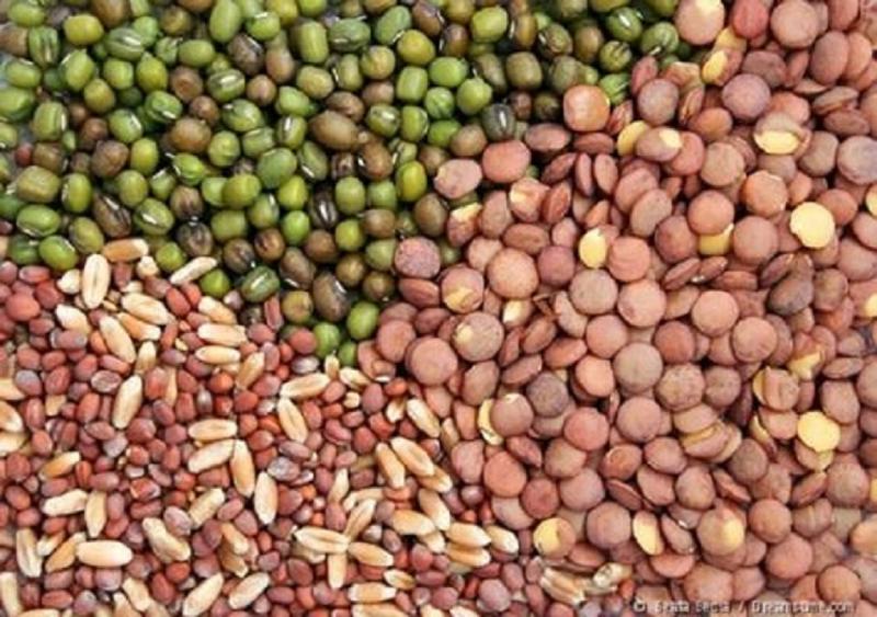 The latest study report by Coherent Market Insights, titled "Vegetable Seed Market Size, Share & Trends Forecast 2025–2032", this comprehensive analysis delivers vital insights into both global and regional market dynamics expected to shape the industry between 2025 and 2032 Vegetable Seed Market