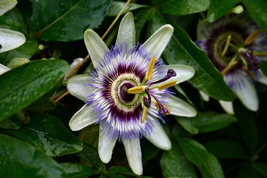 Passion Flower Extract Market