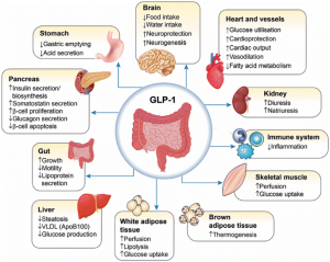 The GLP-1 receptor agonist market would be worth USD 28 GLP-1 Receptor Agonist Market Demand 2025