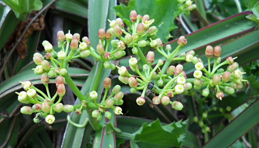 Cissus Quadrangularis Market