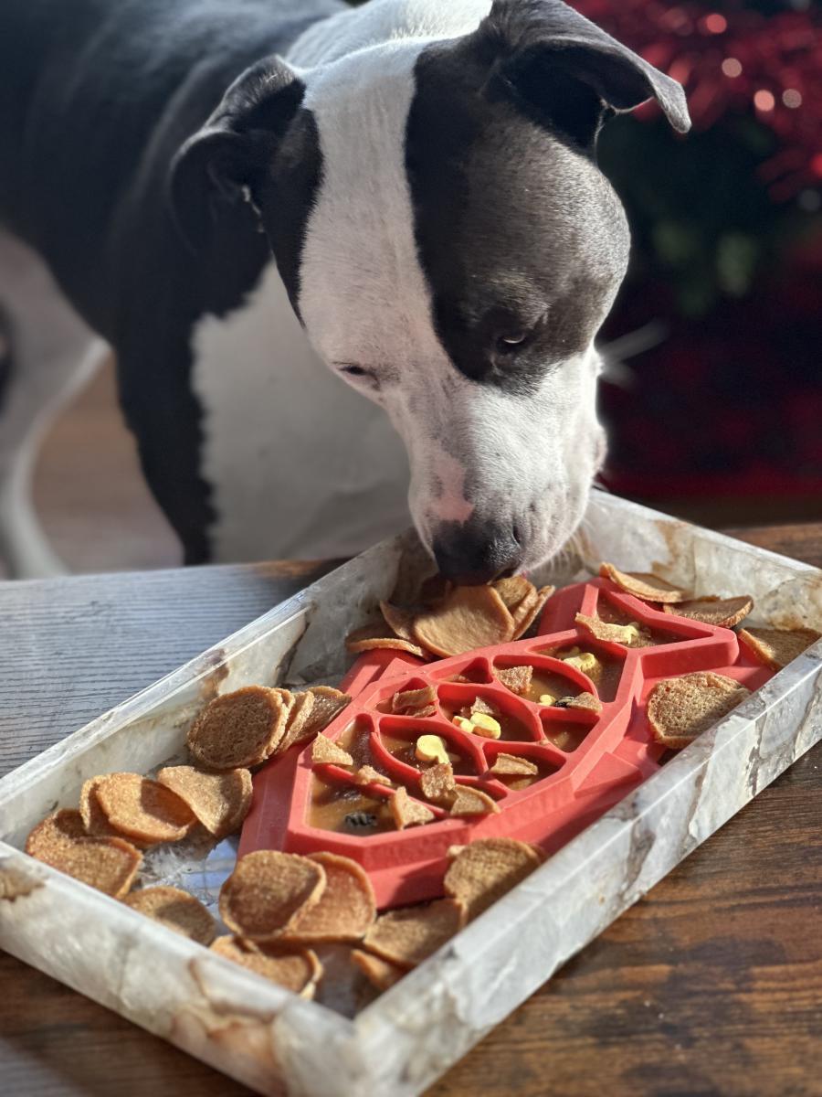 dog eating from a fish shaped lick mat and tray of fish chips dog treats