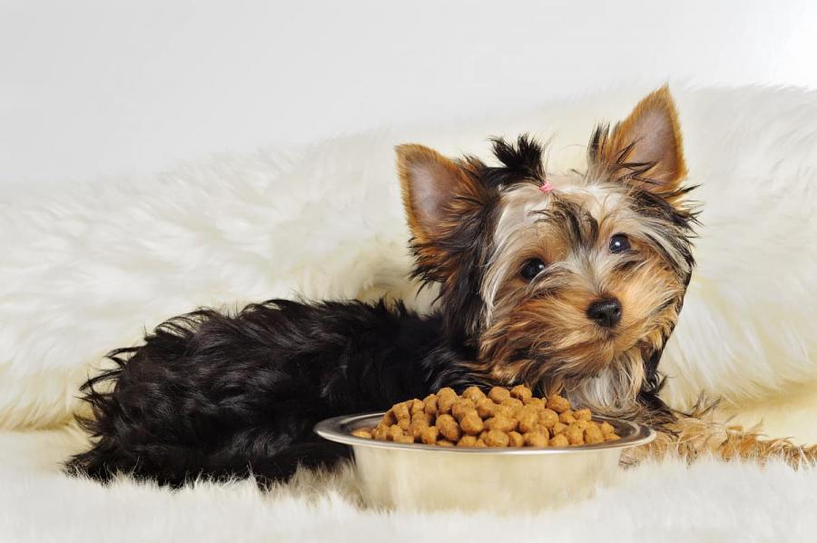 Small Breed Dog Food Market
