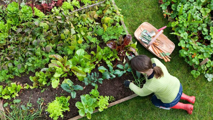 Properly Watered Garden
