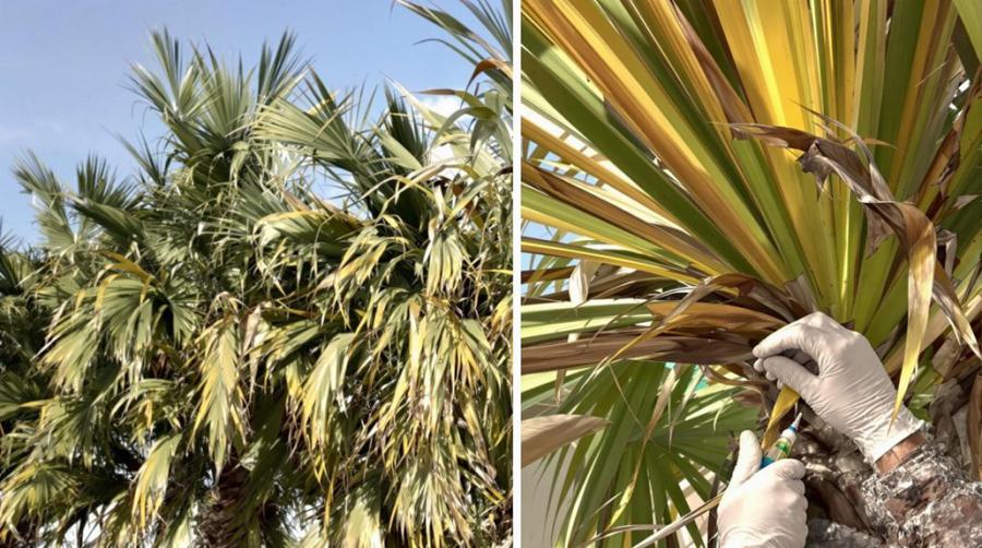 Lethal Bronzing Disease