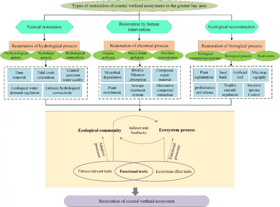 FIG 1. MAIN TYPES, METHODS AND PRINCIPLES OF COASTAL WETLAND ECOSYSTEM RESTORATION IN GREATER BAY AREAS