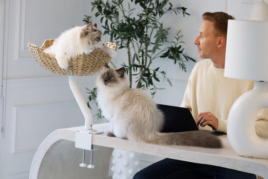 Man working at a white desk with a laptop, accompanied by two fluffy cats—one sitting on the desk, the other resting in a woven, desk-mounted cat bed by ERGO PURRCH™. The space features minimalist decor with a white lamp and indoor plant.
