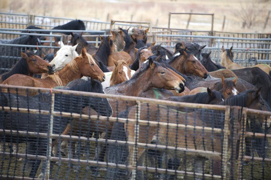 Wild horses held capitve in BLM holding facilities