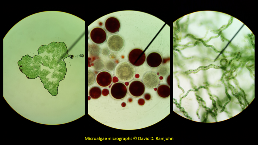 Microalgae under the microscope
