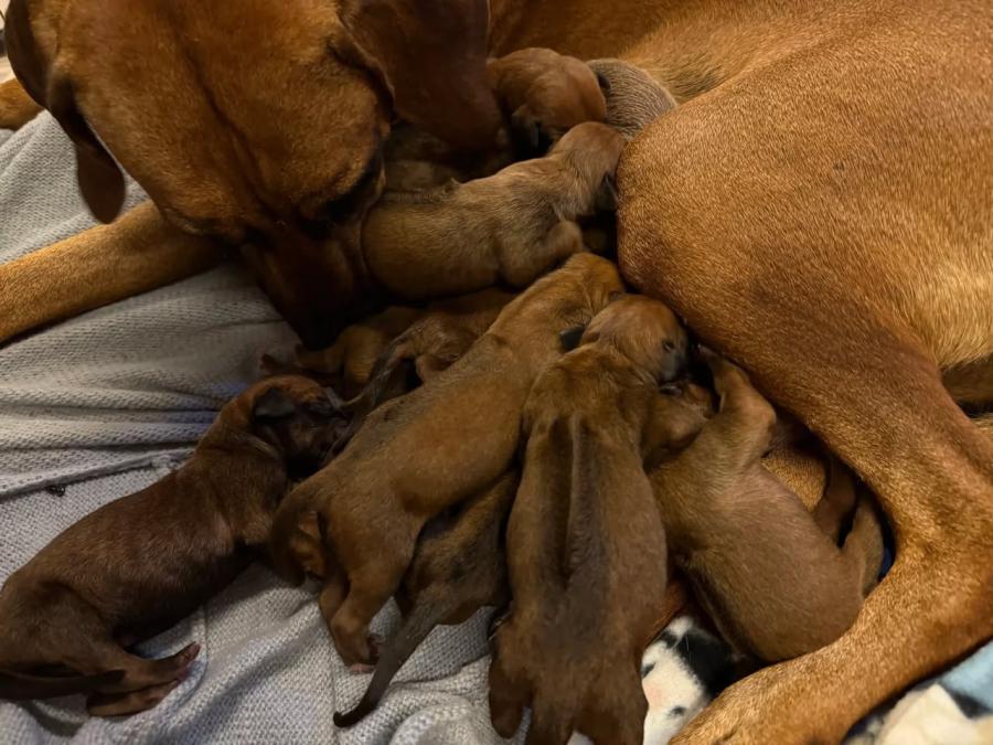 Rhodesian Ridgeback Puppies For Sale Save Rhodesian Ridgeback Breeders ...