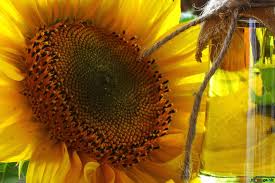 Organic Sunflower Oil Market - 2019-2025