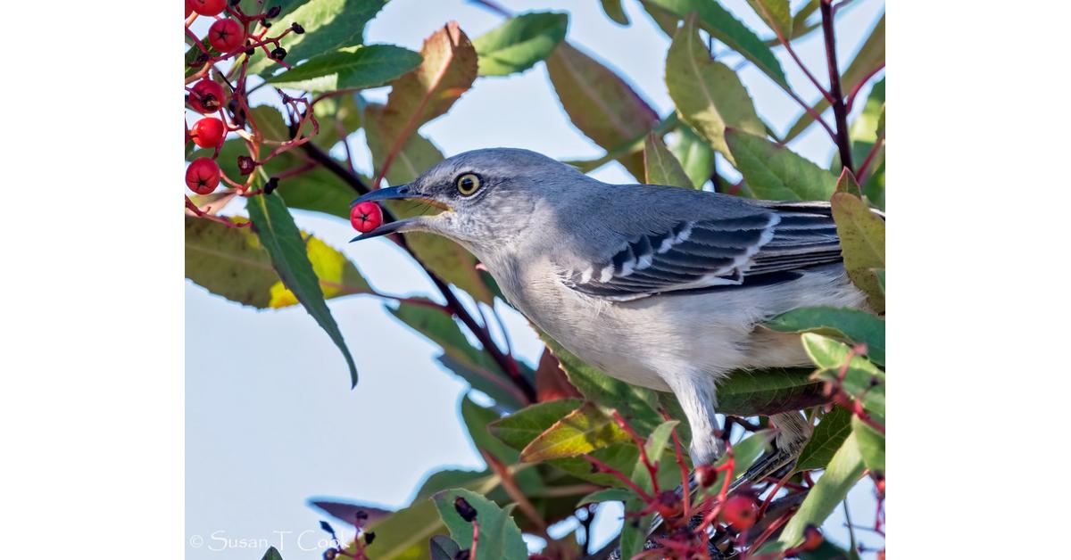 Santa Barbara Audubon Society Partners with the Santa Barbara Botanical Gardens for May Bird Month
