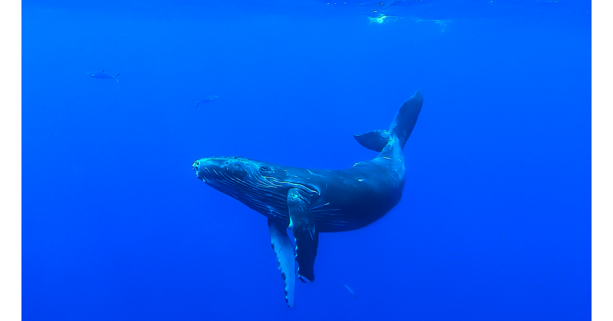 PBS Changing Seas features Hawaiian Islands Humpback Whale National