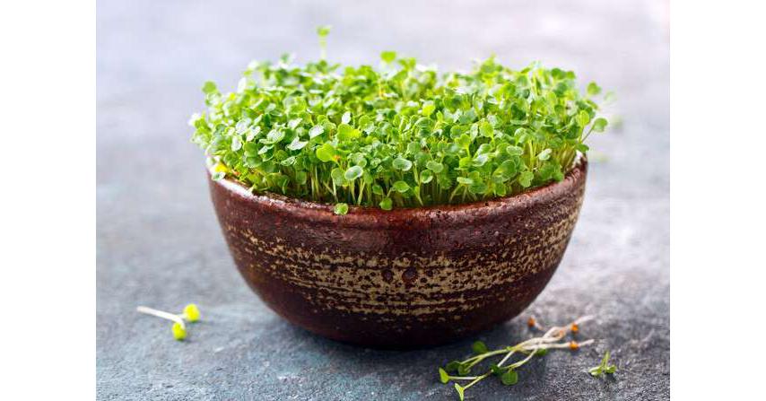   Microgreens Market Growing at a CAGR of 11.1% from 2021 - 2028 | Major Selling Points of the Microgreens Industry  