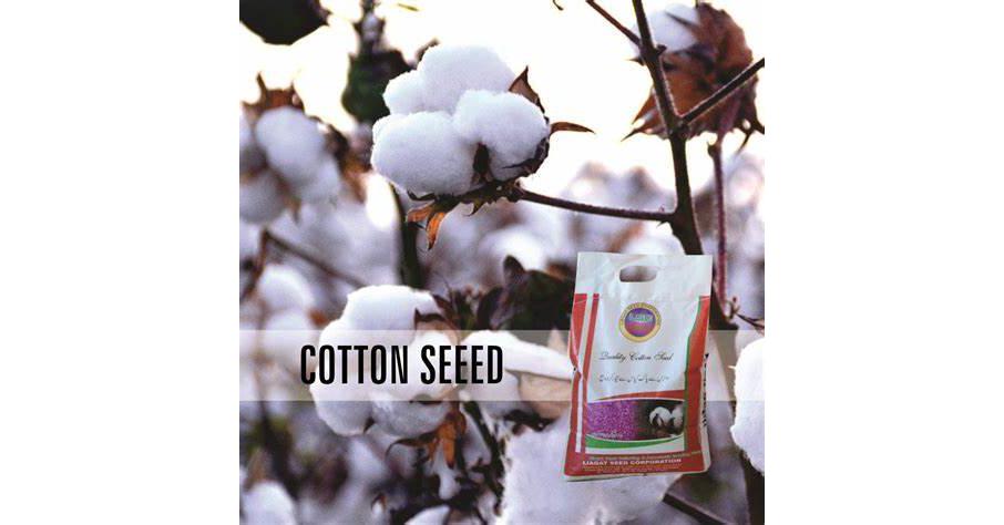 Cotton Seed Market 2031 | Size, Share, Growth, Global Research Report ...