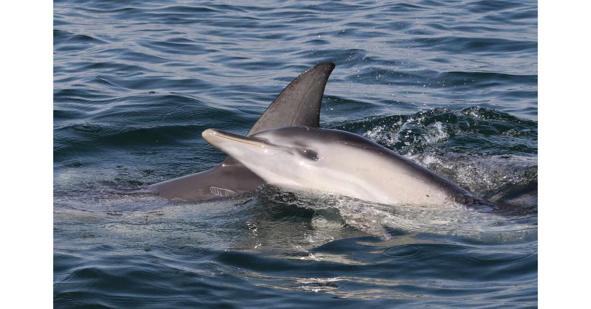 Researchers Concerned for Port Phillipâ€™s Dolphins