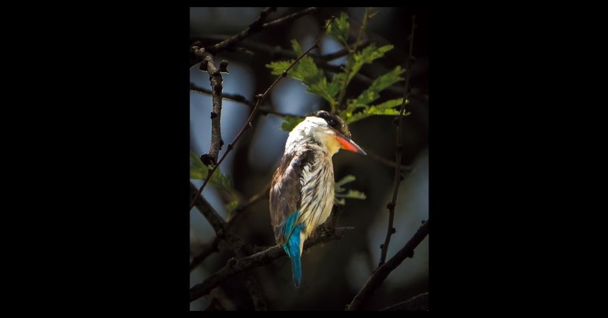 Howard Harris Redefines Contemporary Photography Through Techspressionism