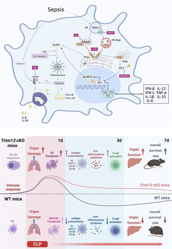 How disabling a single immune regulator helps the body recover from sepsis