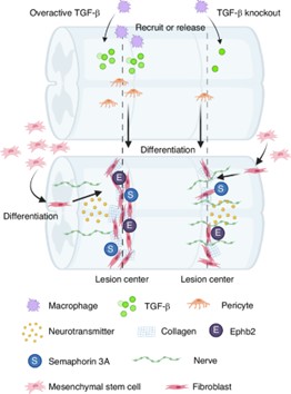 Role of TGF-β1 Signaling in Spinal Cord Injury Recovery