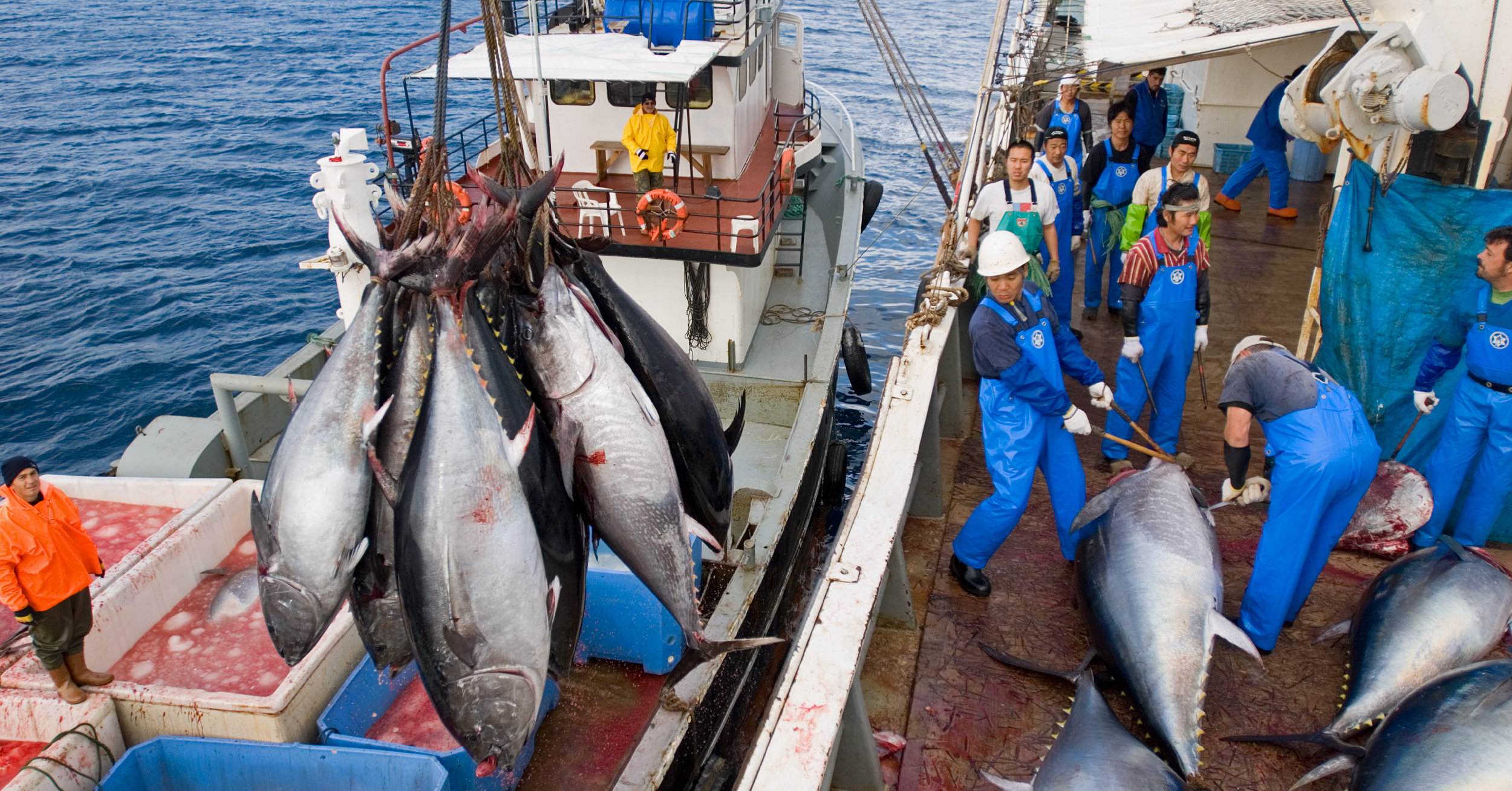 Морской промысел рыб. Тунец Bluefin. Tuna Bluefin промысел. Рыболовный промысел Курильские острова. Рыболовство в Японии.