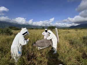 Butterfly Pavilion and local communities build Africa’s proclaimed longest bee hive fence, a honey bee–powered conservation system designed to reduce human–elephant conflict and protect crops.
