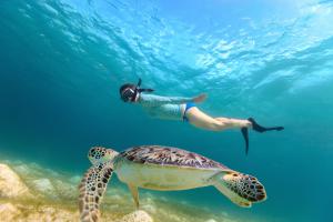 swim-with-sea-turtles