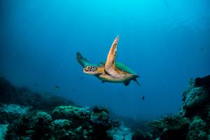 sea-turtles-swimming-in-the-ocean