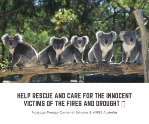 Massage Therapy Center of Sylvania donates to WIRES to help Australia's Animals