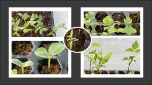 Seedling trial with sweet peas, cucumbers, beans, tomato, and pepper. Photos used with permission.