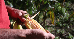 As mãos de um agricultor segurando uma espiga de milho