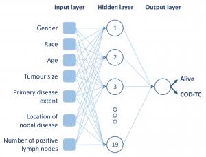 A layer of data as spots as the input into a hidden layer of artificial neurons, which does the tricks in comparing, matching, making sense of the input data, and spit out in the other end through a single spot as the output layer; in the case of thyroid 