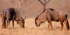 Serengeti National Park