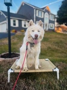 Off Leash K9 Training Naples/Ft. Myers promotes therapy dog prep program