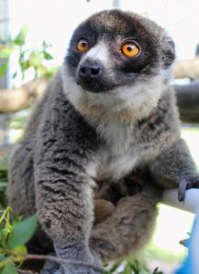 Leaping Lemur Media backs lemur conservation with monthly donations