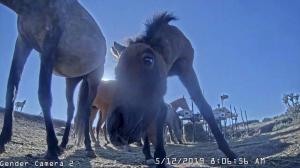 Photo of a curious young horse at the feeding hub