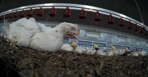 A weakened chicken struggles to stand and breathe, without hope of veterinary care.