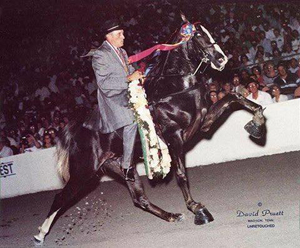 1992 Tennessee Walking Horse 2-Year-Old World Grand Champion JFK | Photo Credit: David Pruett