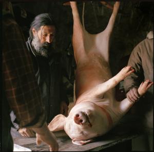 Pig slaughter in Montenero Val Cocchiara in Italy's Molise region.