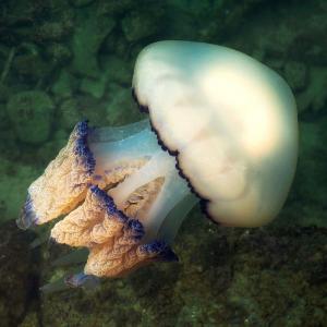 Edible Jellyfish