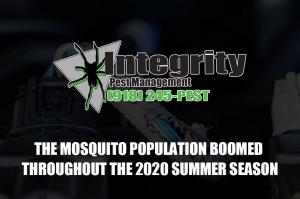 The Mosquito Population Boomed Throughout the 2020 Summer Season