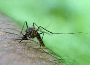 Experts say mosquito control is one of the best things you can do for your yard.